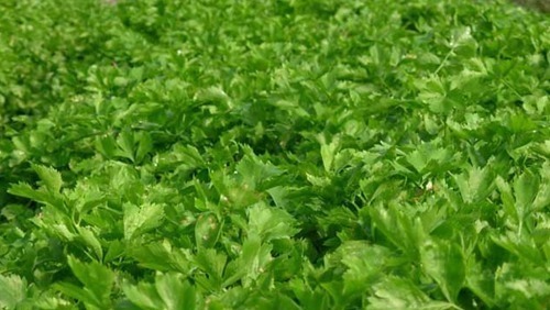 肉丝|此物全身都是宝,特别是叶子,拿来泡水喝,助睡眠,清理血管毒素