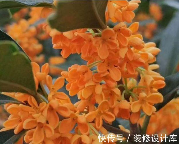 花海|从7月26日开始,家养此款花卉,阳台开出花海