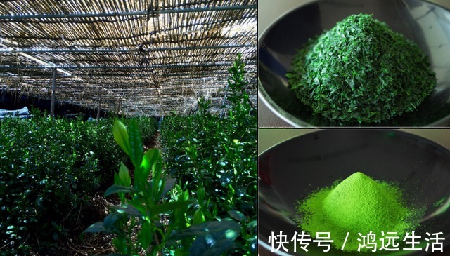 日本|抹茶是用什么东西做成的,为啥叫抹茶?吃了这么多年,终于知道了