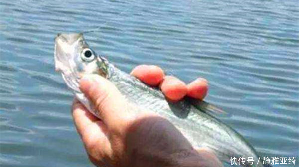 鱼钩|民间钓翘嘴鲌鱼的五种方法，盛夏高温鱼难钓，这种鱼反而更好钓