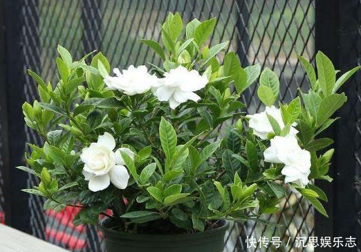 茉莉花|养栀子花、茉莉花这点最关键,不黄叶掉叶,开花多又香,爆满盆!