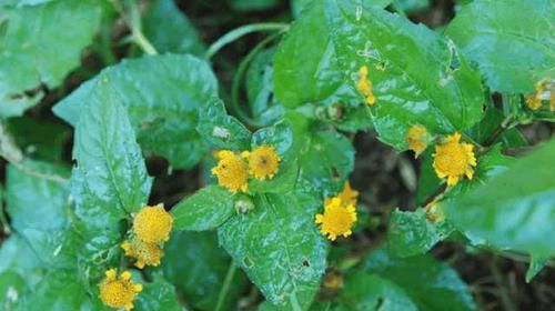  治疗|农村随处可见的野草，是治疗牙痛的小助手，可以消肿止痛