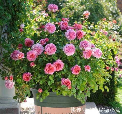 越长越|养花用盆有讲究,“富花”大盆栽,“穷花”挤一挤,越长越好看!