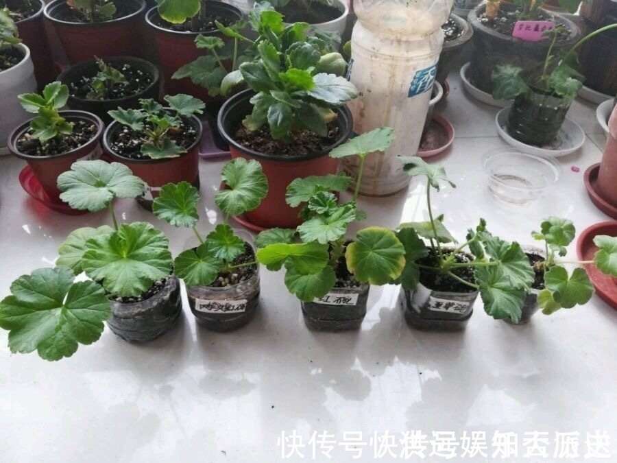 植株|4种花现在扦插，枝条扔土里“生根快”，当年开花，变成养花大户