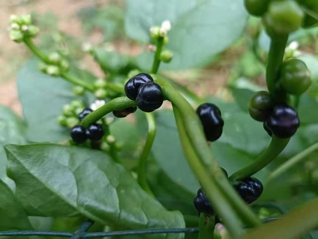 潺菜|农村这种野菜，味道鲜美含钙量特高，在城里有时候有钱都很难买到