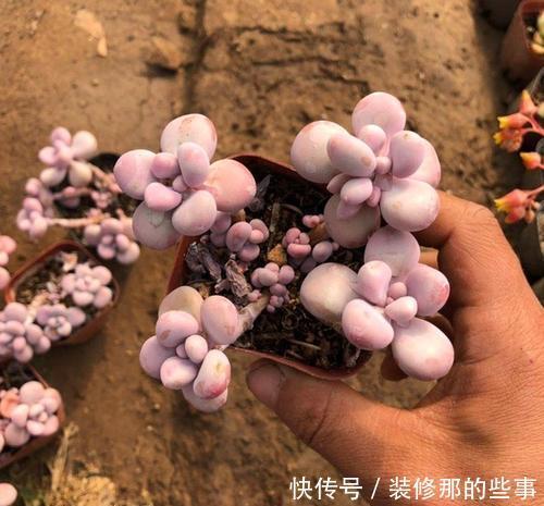 叶片|冬天养多肉桃蛋,掌握3个爆盆小技巧,粉嘟嘟长满盆!
