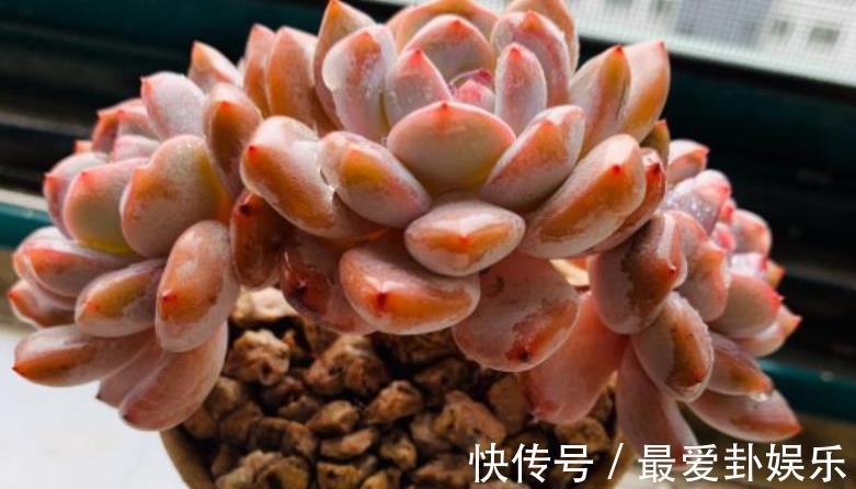 症状|多肉烂根会出现什么症状，该如何早点发现处理？