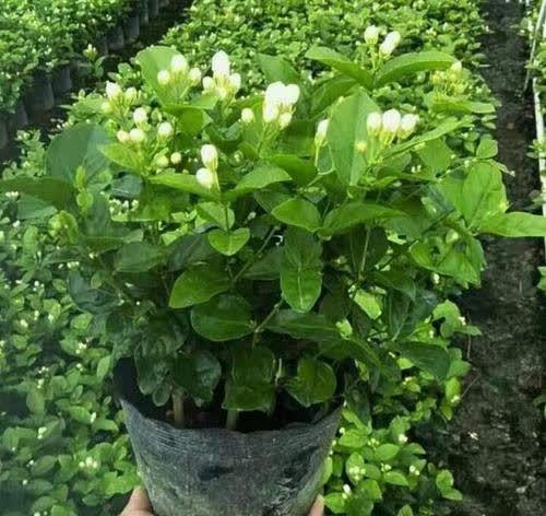 还在花钱买花肥？教你自制有机肥，不花一分钱养啥花都旺！