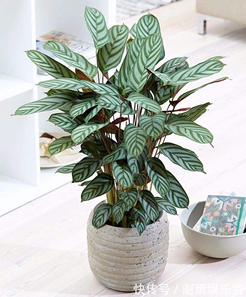 13种“阴冷花”,客厅没光照,长得更旺,越晒越难看
