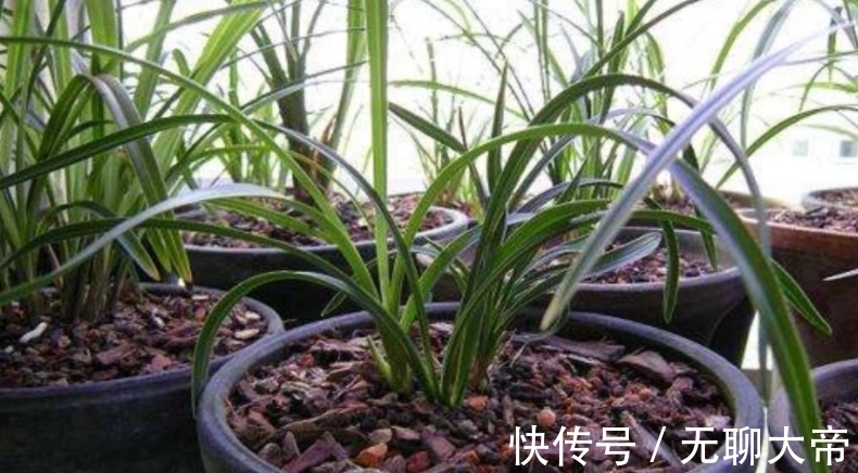 买的营养土不一定适合你,自己配土,自己找点材料,养啥旺啥