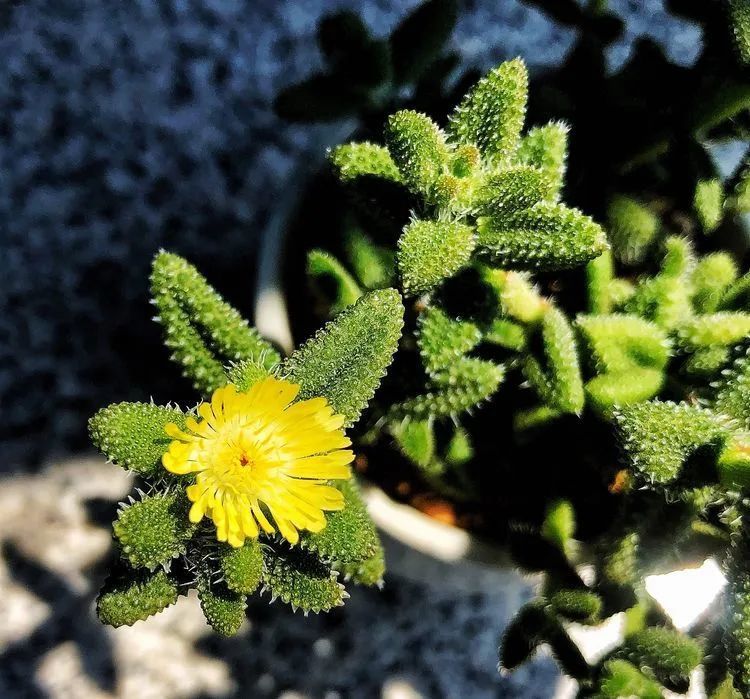 面朝大海的多肉们,在四季变迁中生生不息!