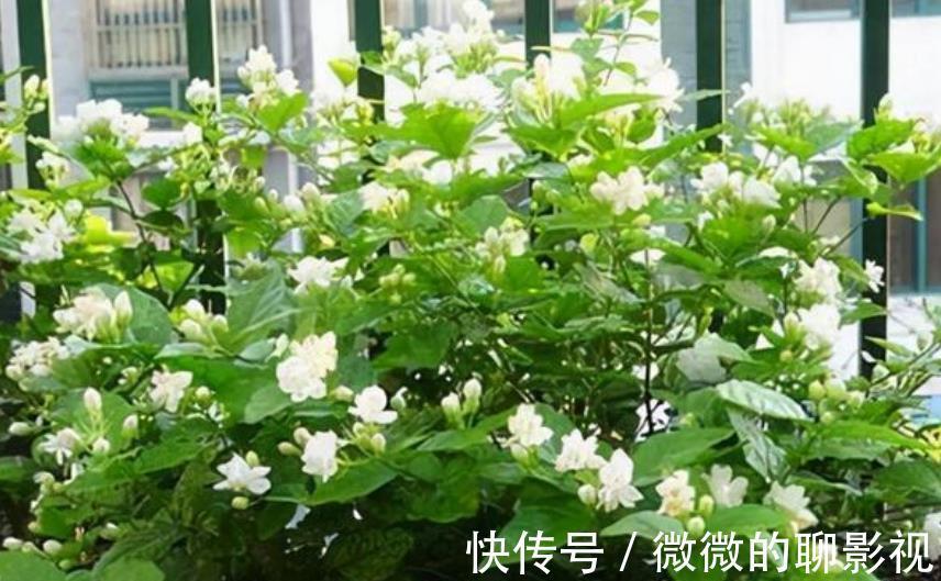 公认难养的4种花,容易黄叶烂根,养不活白费力,新手慎养