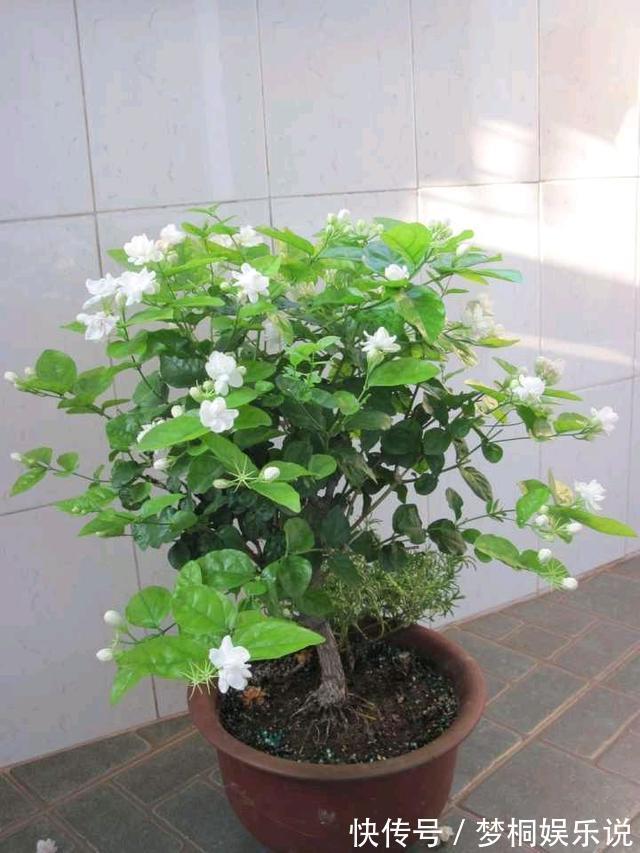 蚊虫不喜欢的三种花,夏季家里务必放一盆,害虫绕道走