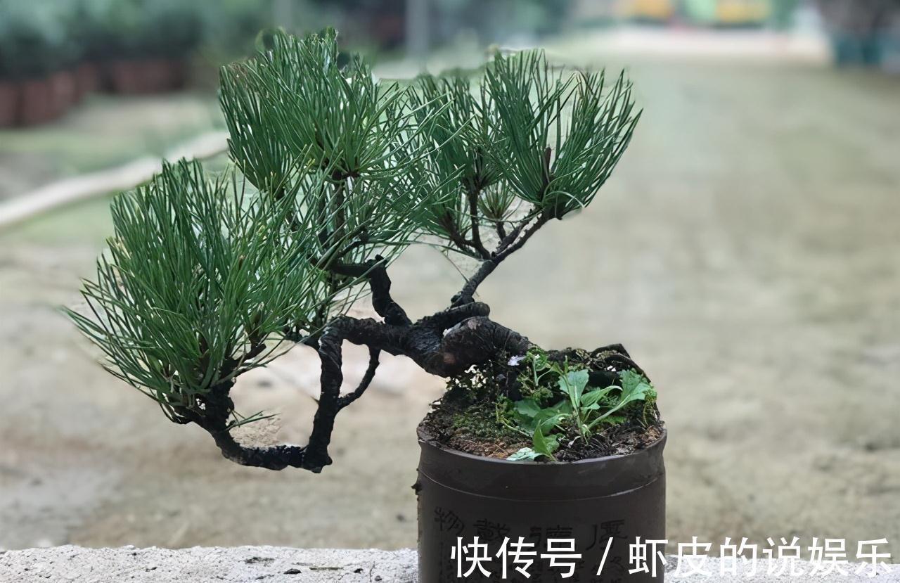 黑松|下乡去老花匠家,遇见如此大气的黑松盆景,可算开眼界了