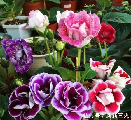 3种花，都是开花小能手，养在家里繁花似锦，清新脱俗，懒人最爱