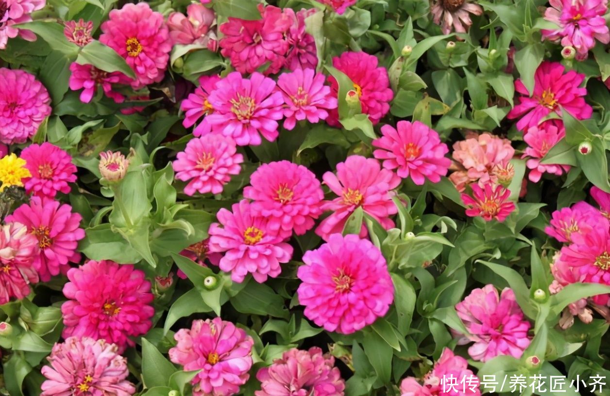 农村小院都爱种5种花，春撒几粒种，基本不需要打理，开花很漂亮