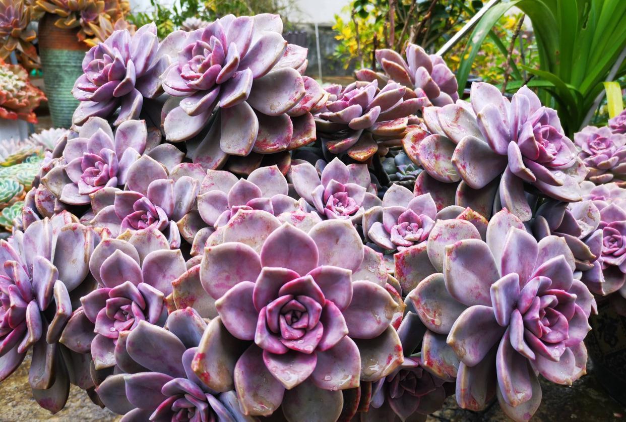 3种多肉,天冷也能生长,颜色状态美美哒,适合懒人养