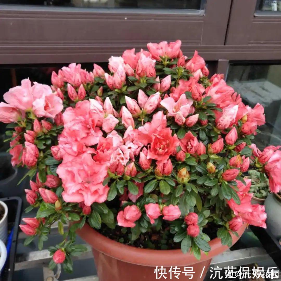 大岩桐|君子兰千万别喷水,一喷水就烂叶,3天就要死翘翘!