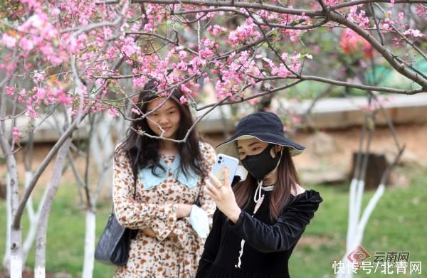 老年|海棠樱花齐放！昆明动物园樱花节今日启幕