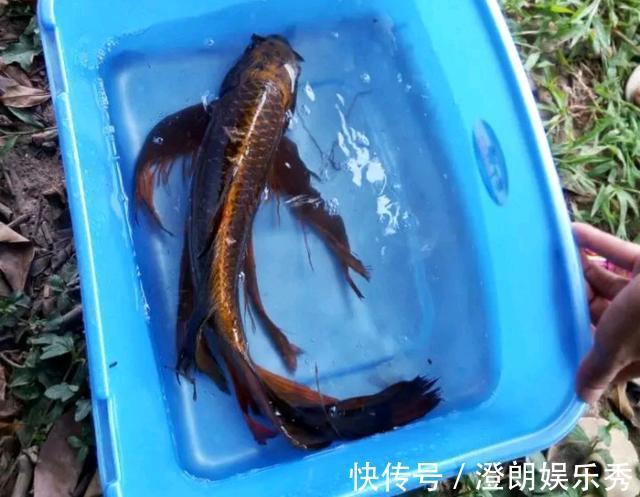 钓友|怪鱼？安徽钓鱼人解密“新鱼种”，钓友：既不敢吃也不敢要