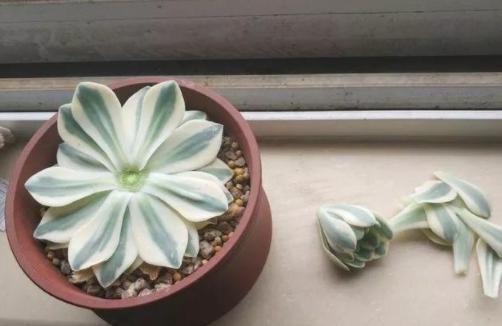 花头|养多肉''一头切'',一盆变多盆,盆盆爆满,操作简单还有效