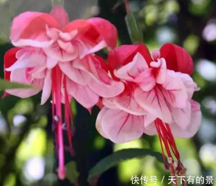 花量超大的4种花,浇点水就呼呼长,开花满盆,超美的