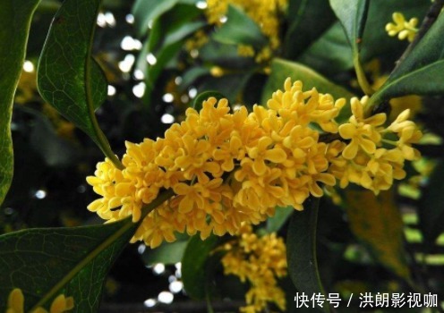 厕所|能“吸臭”的4种花,去除厕所臭味,花朵散发清香,对阳光需求少