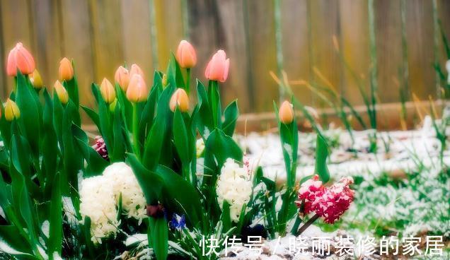 秋末8种花草会“假死”,别整盆扔掉,否则亏大了