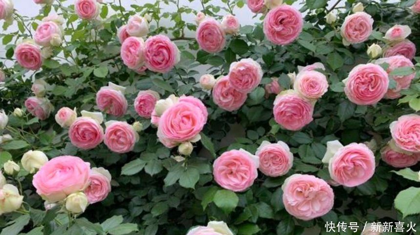 3种花,都是开花小能手,养在家里繁花似锦,清新脱俗,懒人最爱