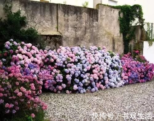 7种花冬天要“春化”，必须冻满1个月，不然落花落蕾不开花！