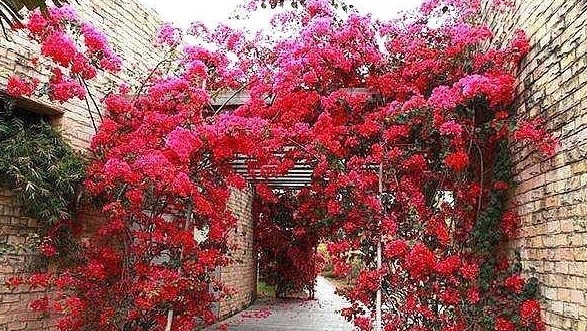 4月养三角梅开花少用上2粒“感冒药”，根系强壮，开花1000朵！