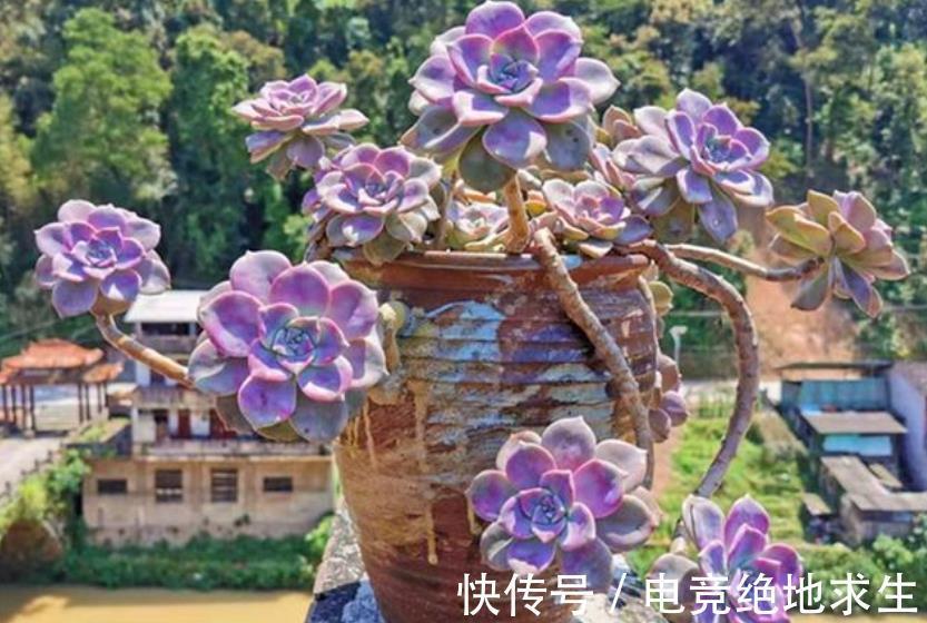 趁着还没立冬，赶紧养盆多肉紫乐，皮实好养越晒越好看，值得拥有