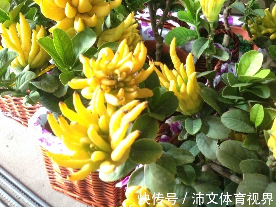 过年买花要“会挑”，4种花养家里“大吉大利”，谁看都有档次