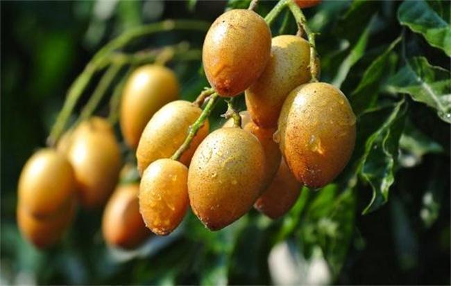 气血|女性再没钱,三种水果都要吃,补充气血、去除皱纹,人越来越年轻