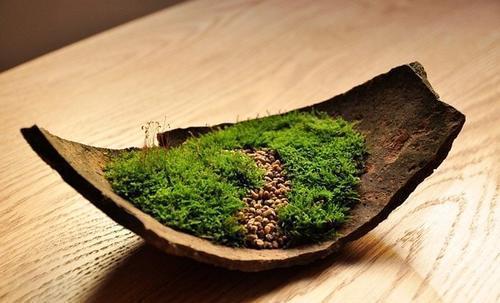 石缝墙角都有的这玩意,带回家种花盆里,养成漂亮盆景!