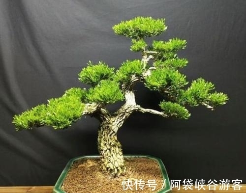 栽种|注意几点,黄杨也能制作成美丽盆景