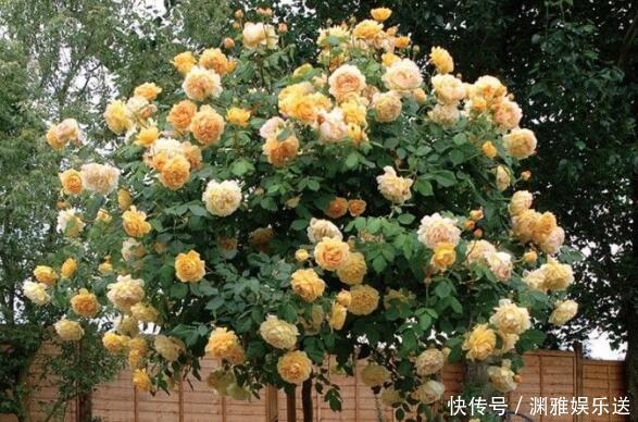 金色|家里养盆“黄金花”开花金灿灿,比桂花香,比玫瑰美,养上超值