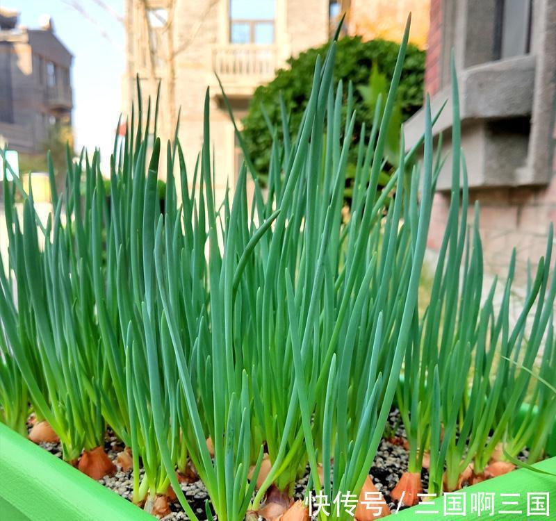 4种“小菜根”，吃完不要扔，埋在花盆里，半个月又长出新蔬菜