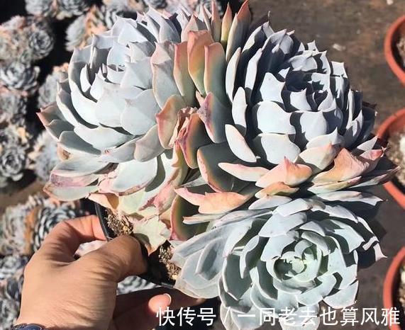 盆栽多肉如何长秋膘、出状态满足4个要求,不负秋日大好时光