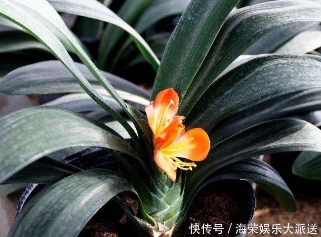 过年买花“有讲究”,4种花养家里“有福气”,新的一年发财!