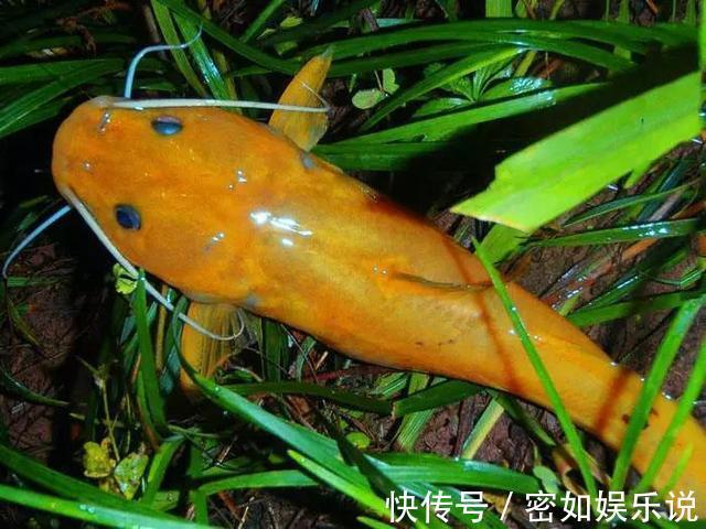 鲿科|重庆山里的奇鱼,随山洪而出现,钓鱼人称它“小黄龙”