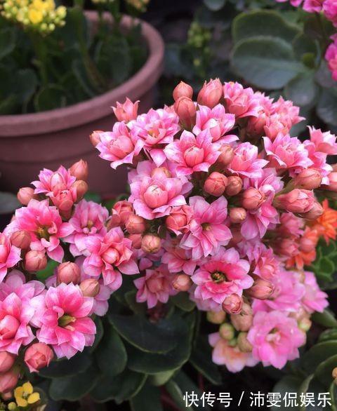 小齐|进入秋季，给长寿花做错“1件事”，花期推后，甚至不开花