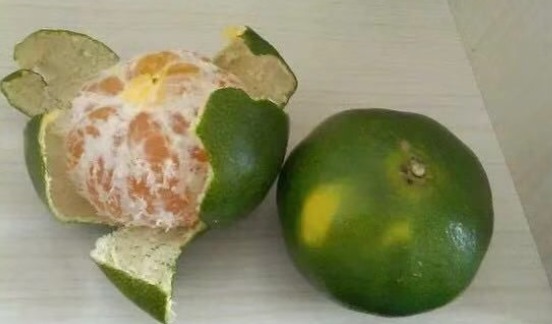 口臭|橘子皮加食盐泡一泡,喝一次能省下几百元,解决了全家的难题