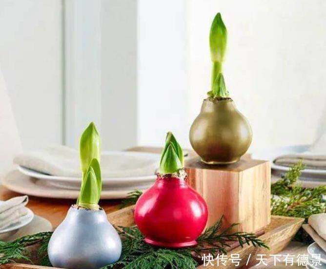 想养朱顶红,避开“2个坑”,买到对版的,年年能开花