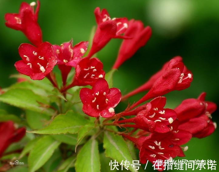 此花繁花似锦,绚烂多姿的花朵有惊心动魄之美,寓意着绚烂与美丽