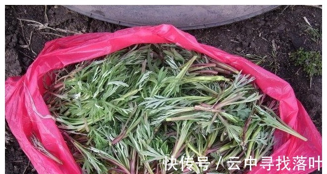 柳叶蒿|含钙量是牛奶的9倍，人称“野菜之冠”，曾多次入选国宴，别错过！