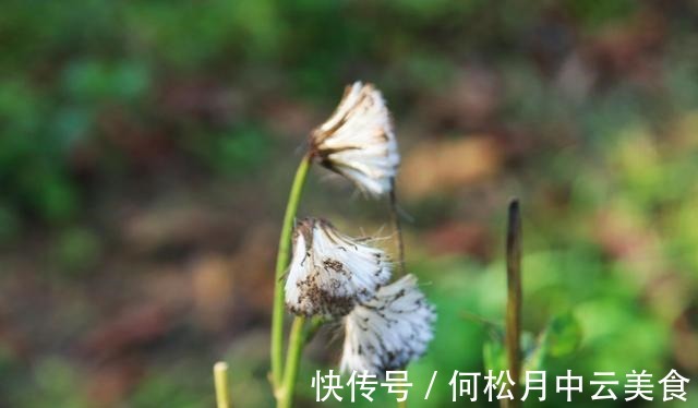 茼蒿菜|乡下有1种味道怪异的野菜,曾是革命时期的救军粮,你吃过吗!