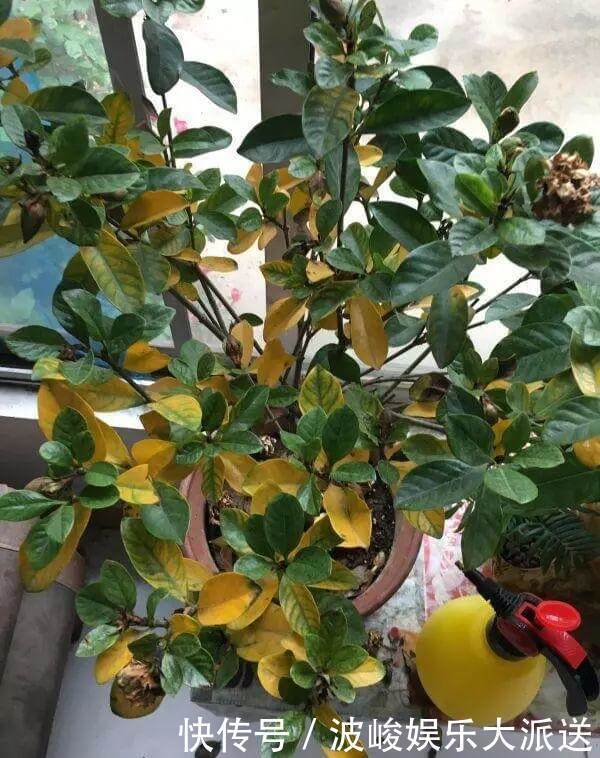 花盆|栀子花养不好可能不是你的问题,挖开花盆看“这里”,你就明白