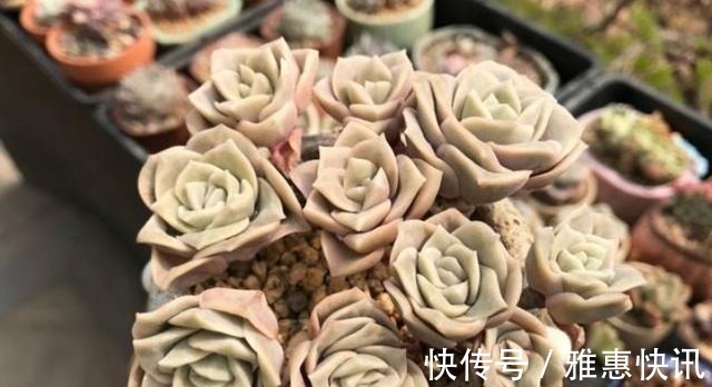 玫瑰|曾经贵到令人咋舌,且株型似玫瑰的可爱玫瑰多肉你现在还在养吗!