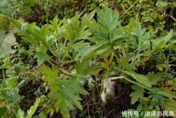 80岁老奶奶每天用一份艾草,4大好处让人惊喜,早知早受益
